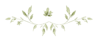 Botanical Illustration